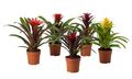 4" Guzmania Bromeliad